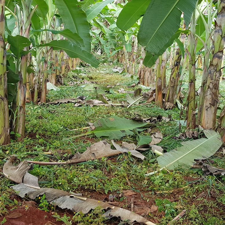 Agric IAAMO 1