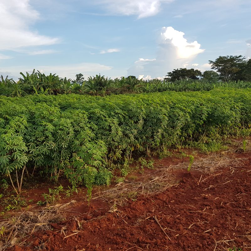 Agric IAAMO 2