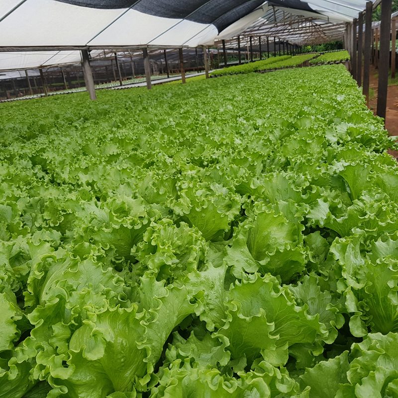 Horta IAAMO 2
